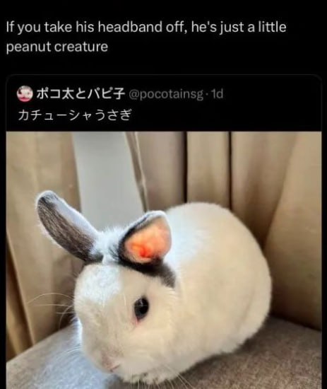 Soft Bunnyposting of Wonders