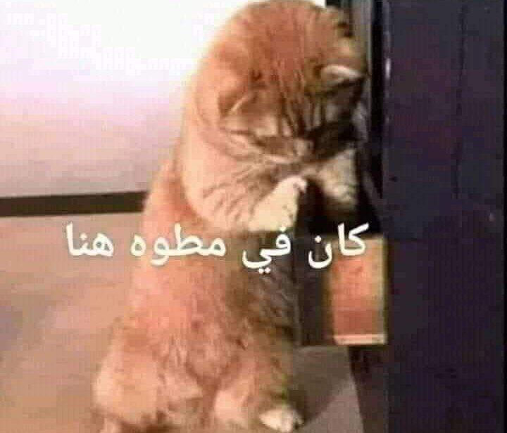 لما تتجوزي خليكي هادية ولو زعقلك …