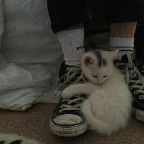 Listen to Amour Plastique Very Slowed …