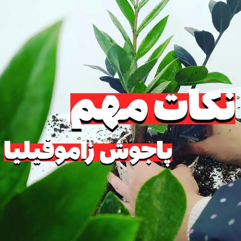 ***🔴***اگه میخوای زاموفیلیا یا هر گیاهه …