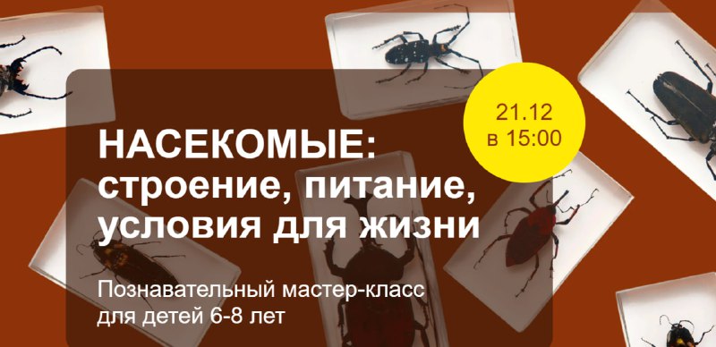 [Познавательный мастер-класс "Насекомые: строение, питание, условия …