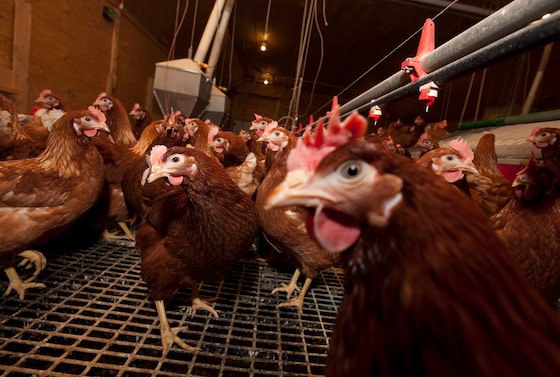 **Avian flu ‘would dwarf the COVID …