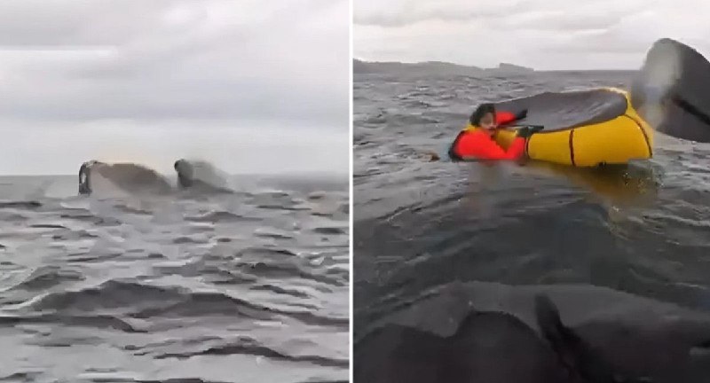 ***🐳*** VIDEO INSOLITO | Hacía kayak …