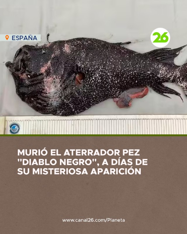 ***🟢***MURIÓ EL PEZ DIABLO NEGRO