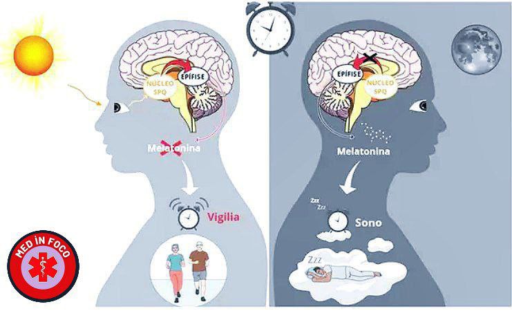 ***🧠*** **G**lândula pineal: