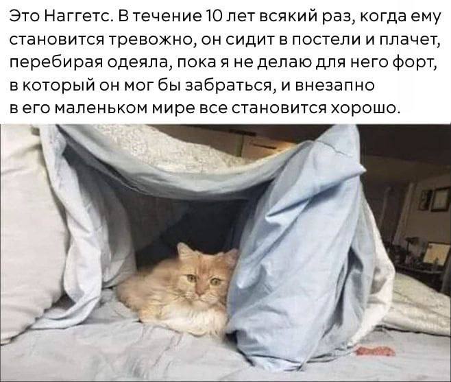 все мы немножко кот Наггетс