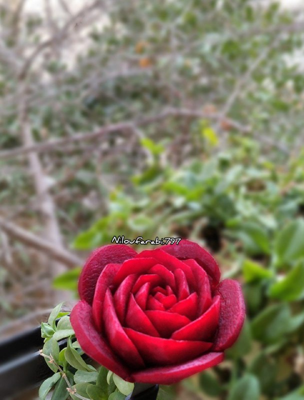 میوه آرایی نیلوفر آبی