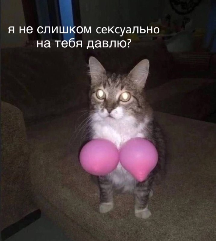 Взято из: [мемы про котов](https://t.me/+pjps1zleMdljOWNi)