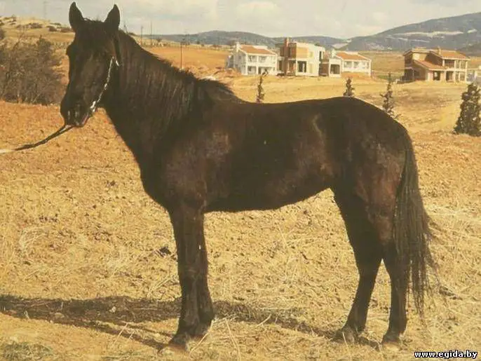 КОШКИ, СОБАКИ, ЛОШАДИ