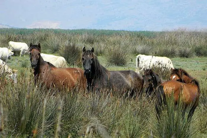 КОШКИ, СОБАКИ, ЛОШАДИ