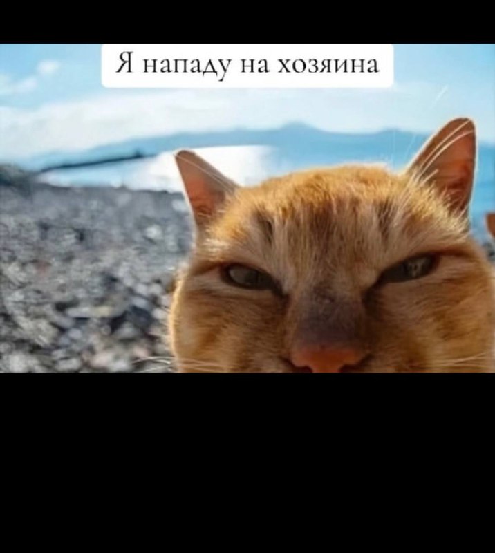 Коты и мемы 🎷🐝