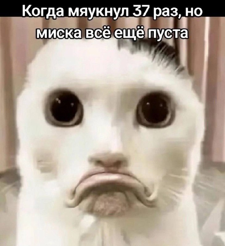 Коты и мемы 🎷🐝