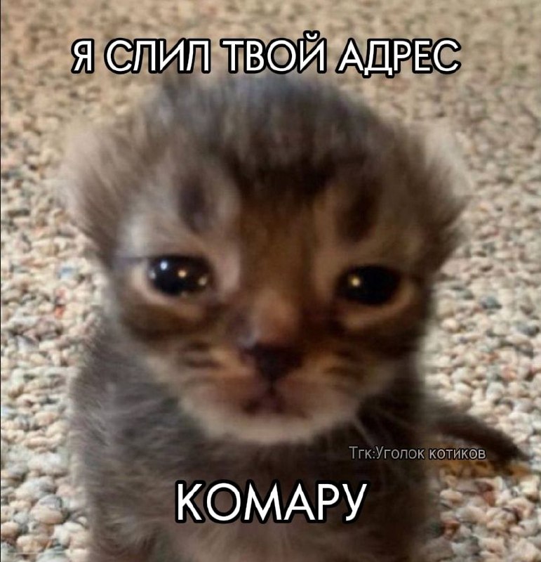 Уголок котиков