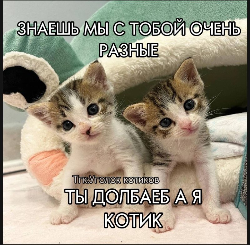 Уголок котиков