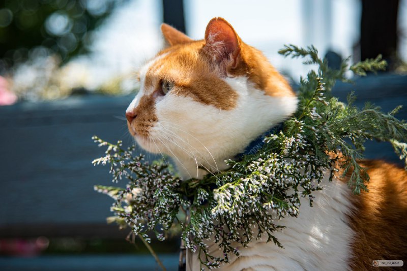 **Сегодня день сплетения венков***🌿*****