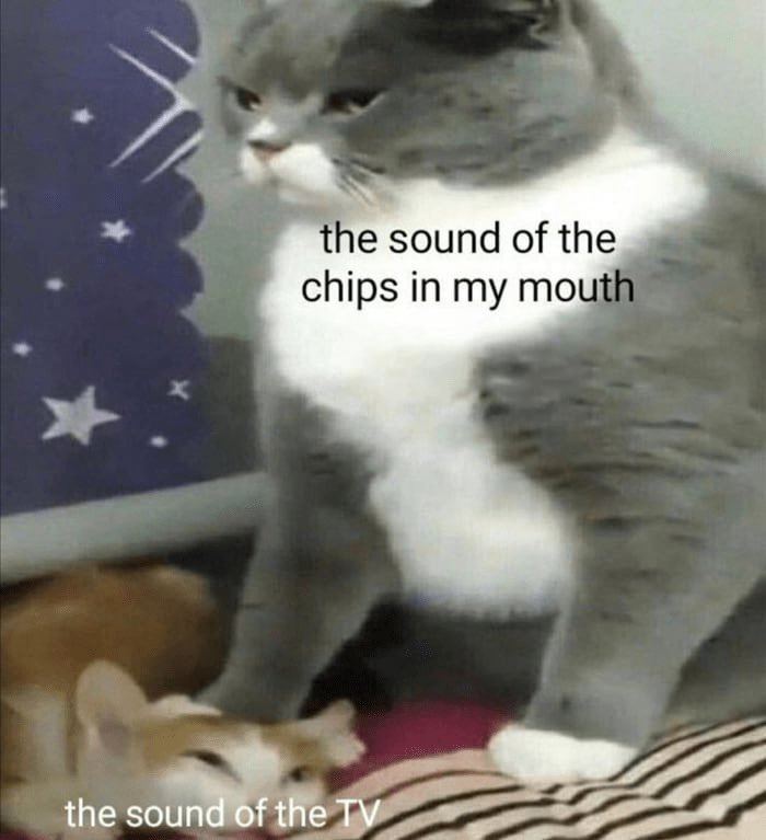 Cat Memes