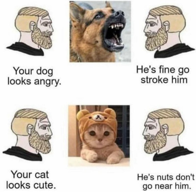 Cat Memes