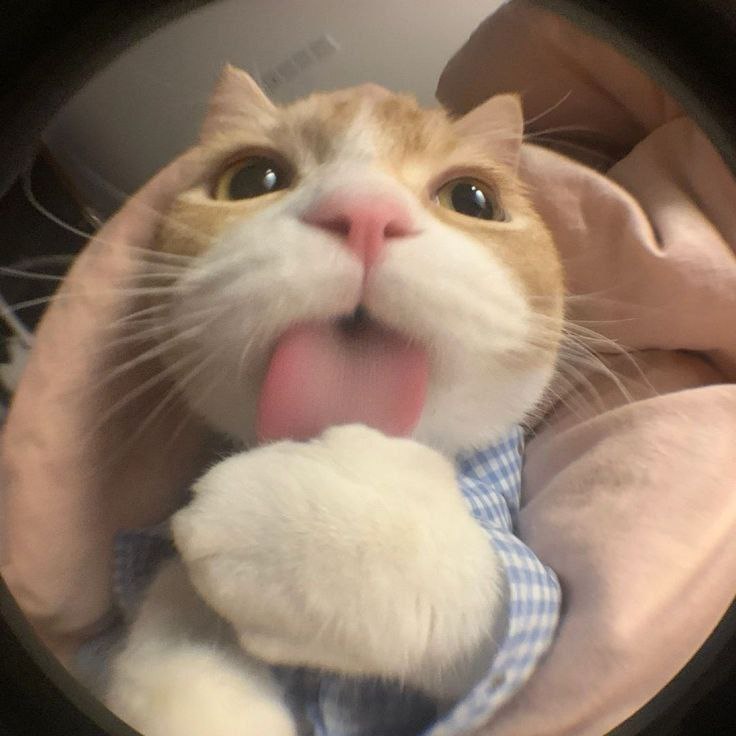 Cats in charge