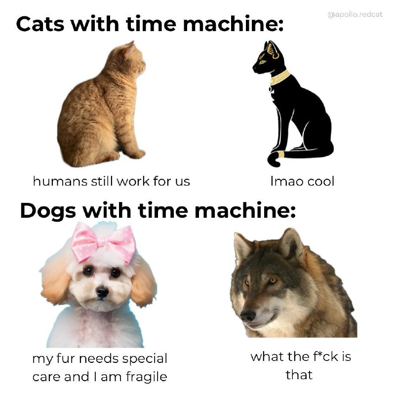 Cats in charge