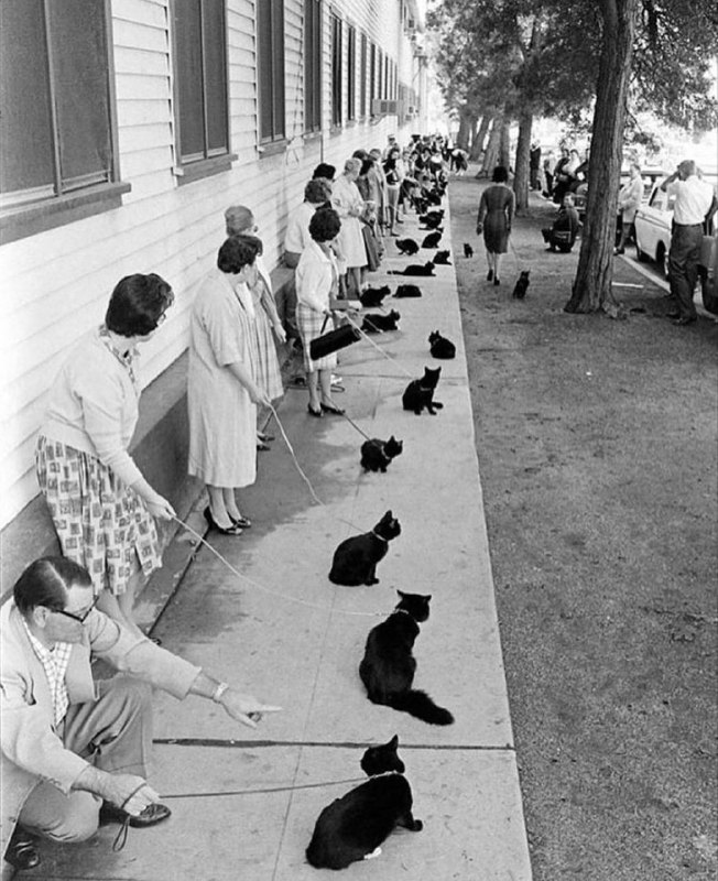 Cats in charge