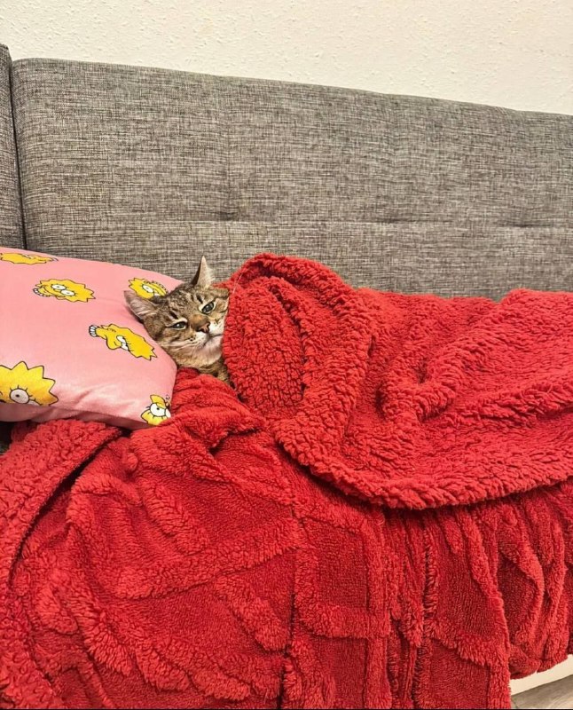 Cats in charge