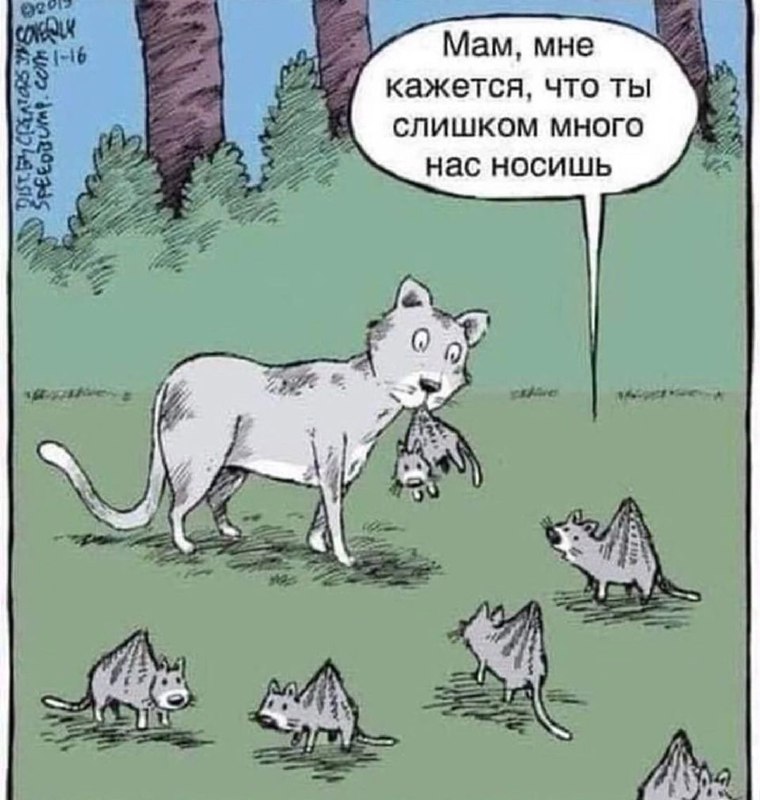 Мемы кота Кокоса