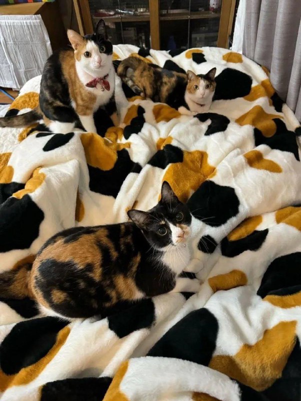 Memes and Meows
