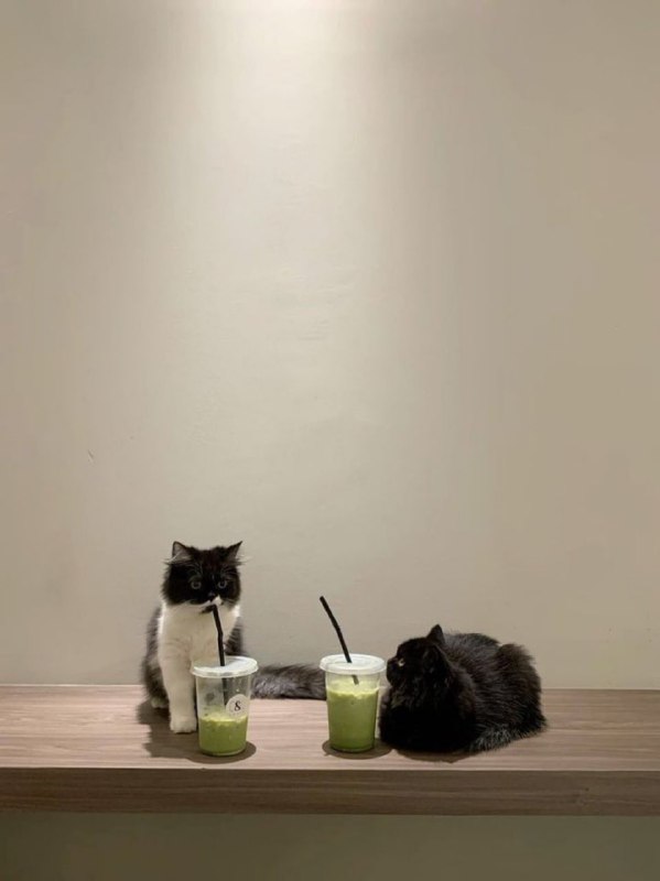 Memes and Meows