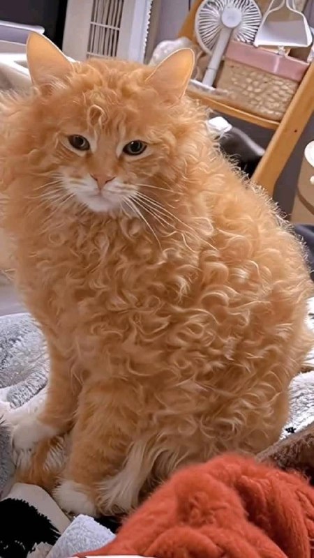 Memes and Meows