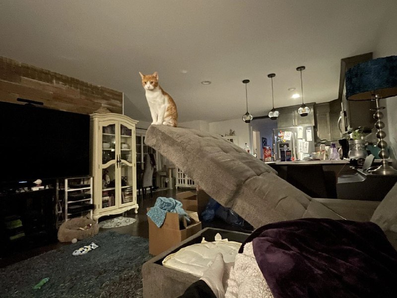 Memes and Meows