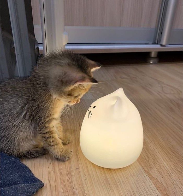 экзистенциальный кринж и котятки