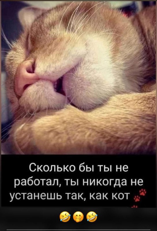 Котики