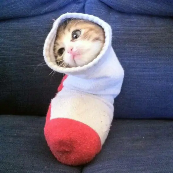**A Cat In A Sock is …