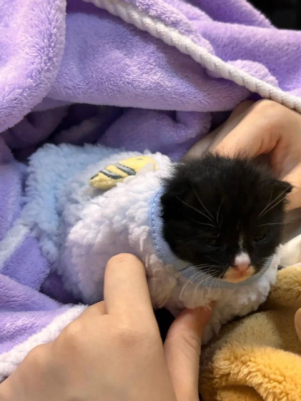 Cat tools