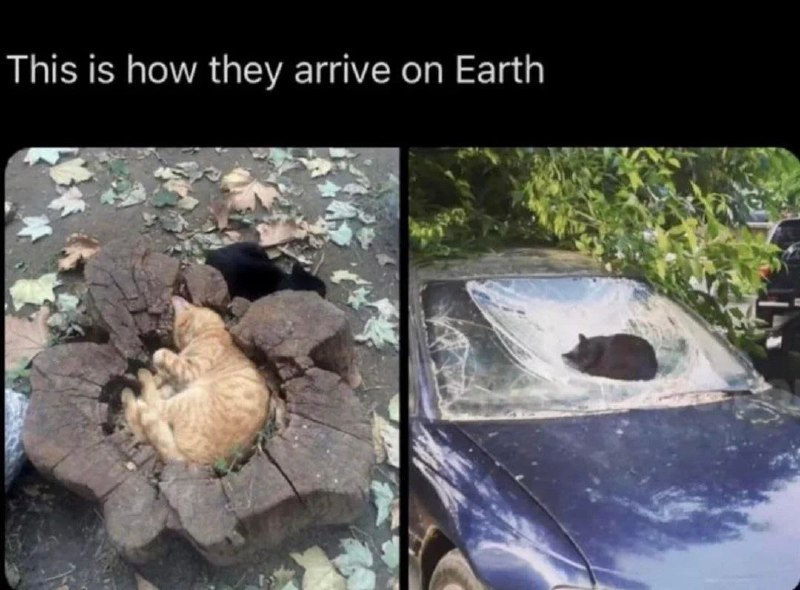 Cat tools
