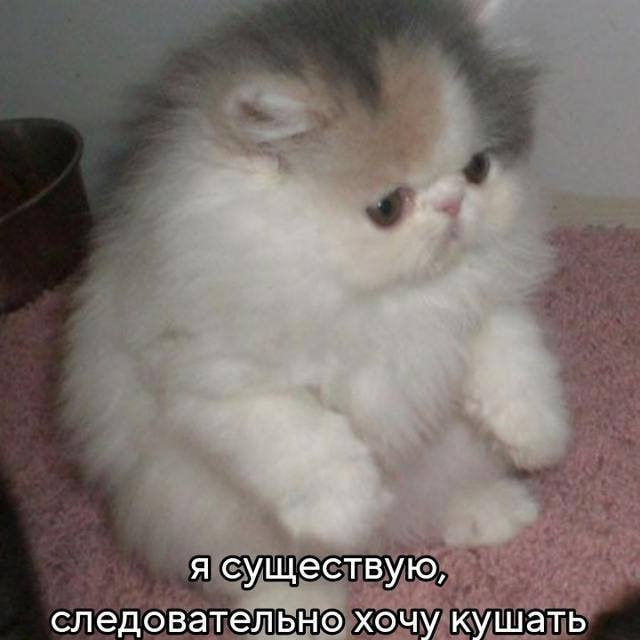 Кошачья Братва