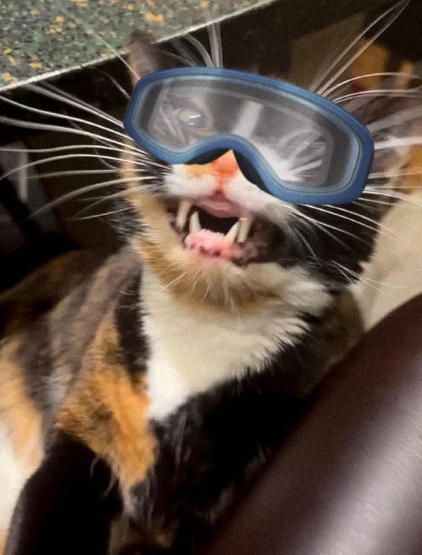 Cat wit goggle | portal is …