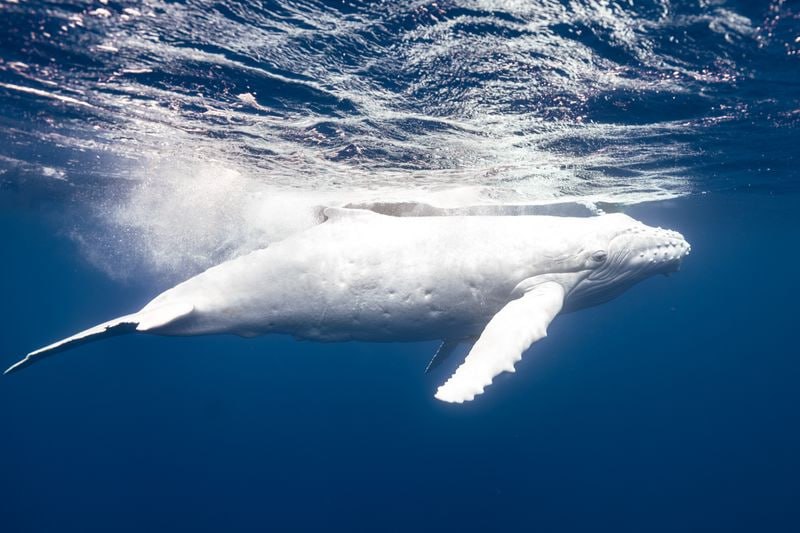 *****🐋***Унікальна подія у світі дикої природи**