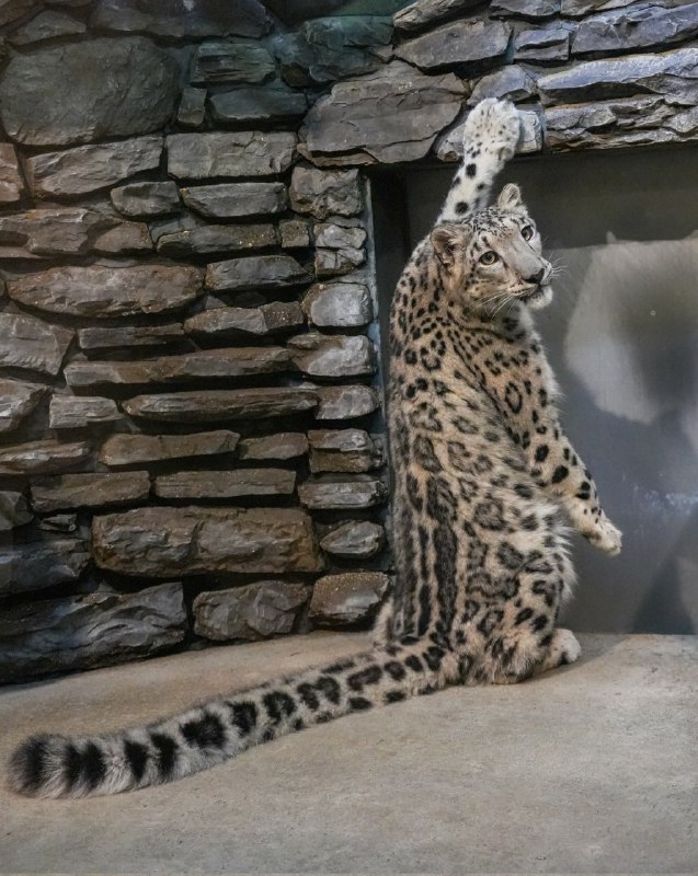 sneps!