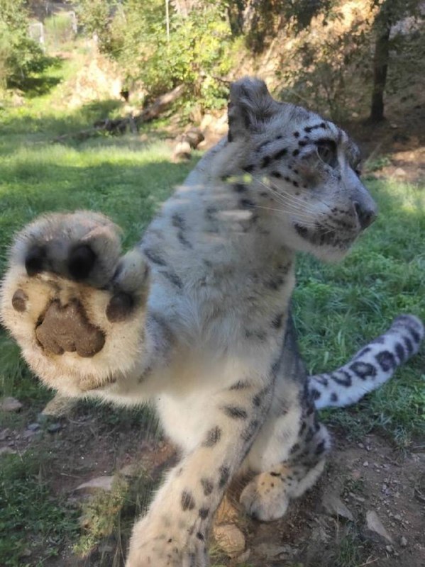 sneps!