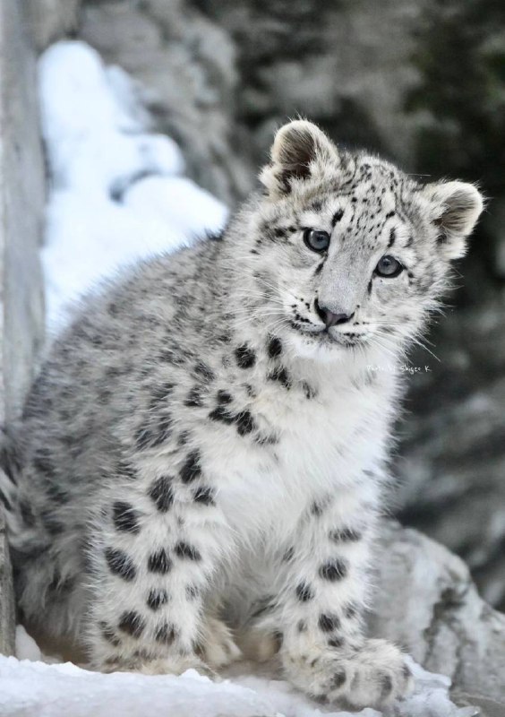 sneps!