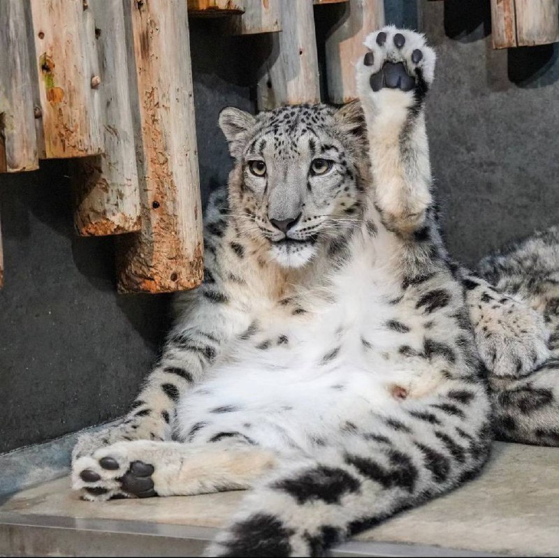 sneps!