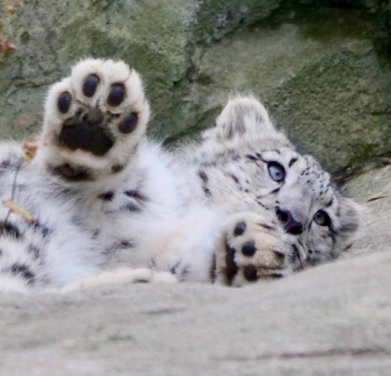 sneps!