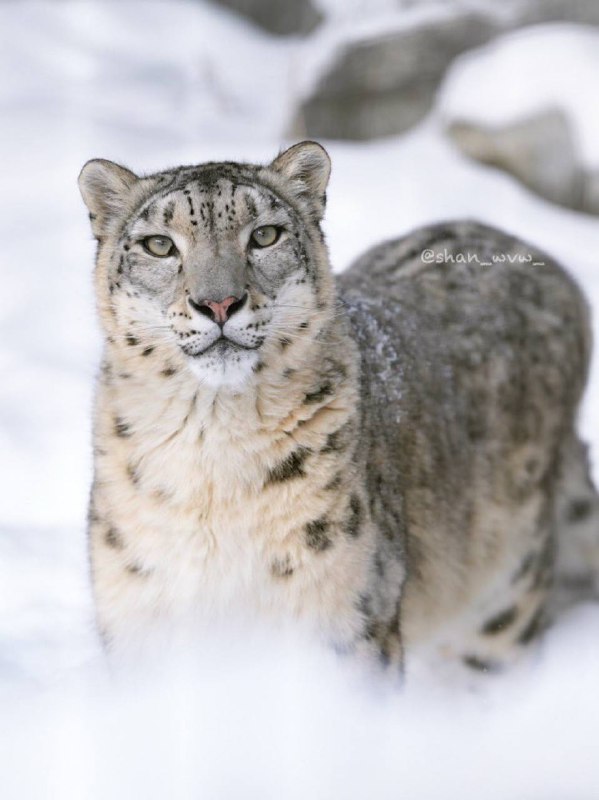 sneps!