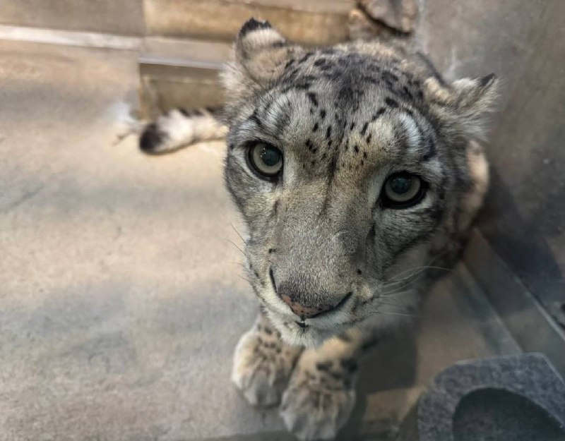 sneps!