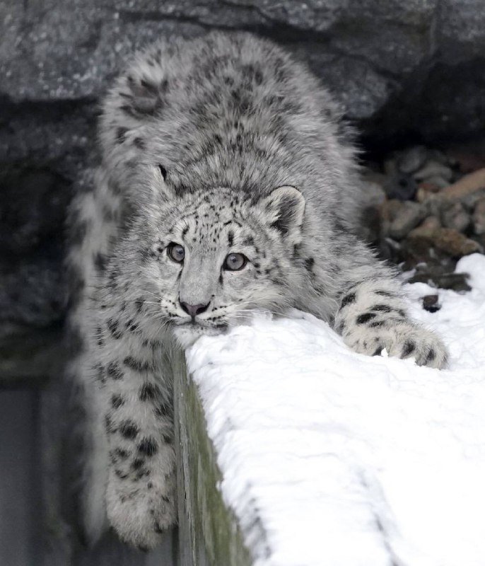 sneps!