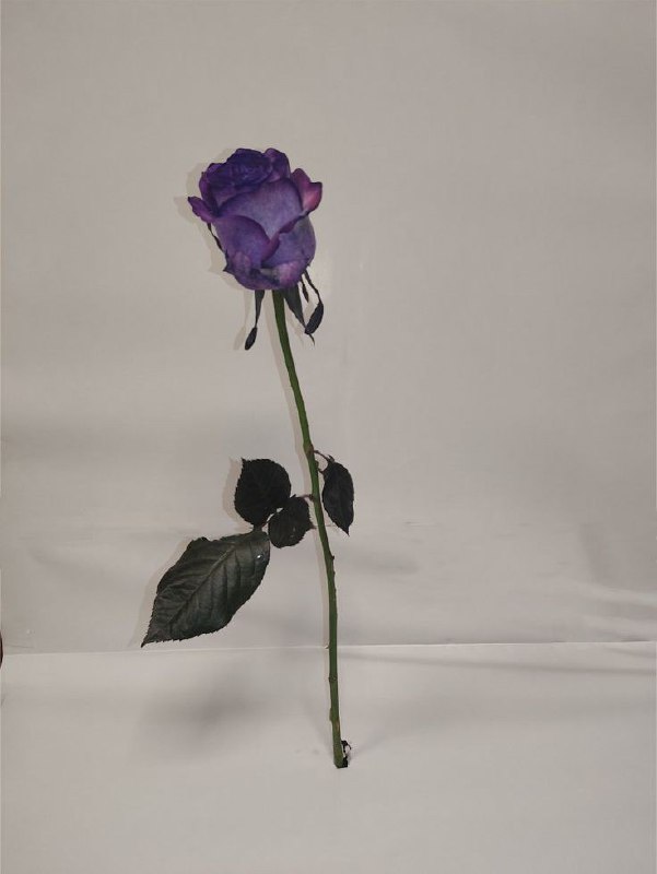 خانه گُل چه‌پکه‌گوڵ