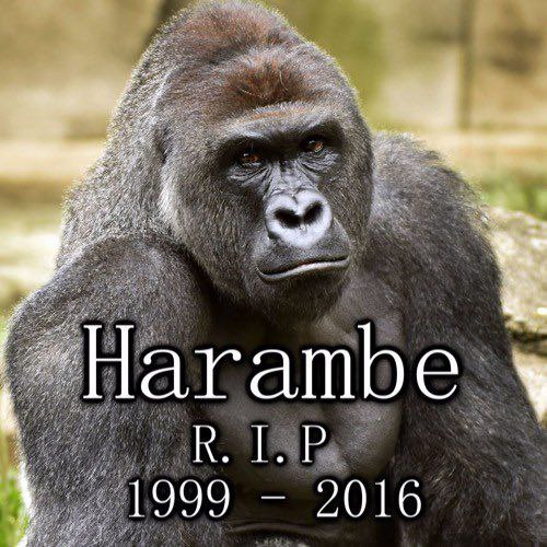 [Harambe died 8 years ago today.](https://twitter.com/Dexerto/status/1795495257704210807?t=3ie8JvkgVKoOuUwYaX09fA&amp;s=19)
