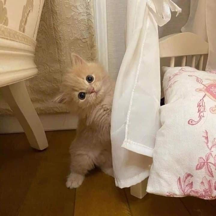 котеночек носиком клюет