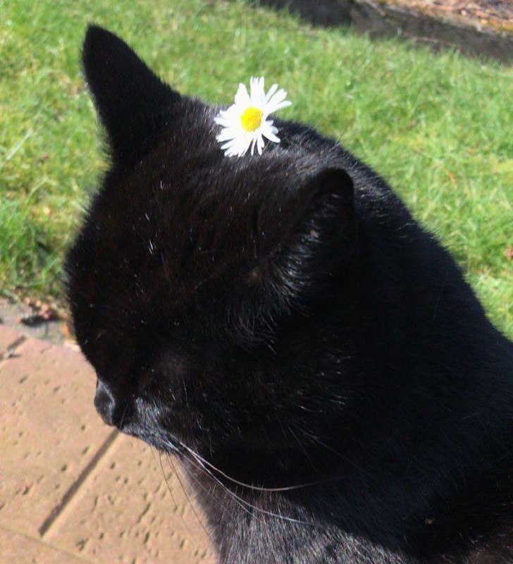 весенний котик